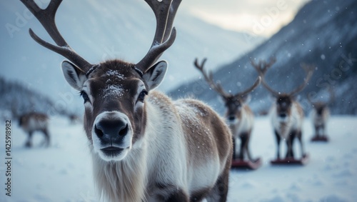 Sami culture reindeer sledding and feeding amidst snow, cold winter near mountains, hills, and fjords photo