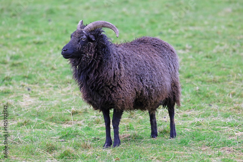 Side profile of a Hebridean Sheep, on the Island of Mull, in the Scottish Highlands. photo