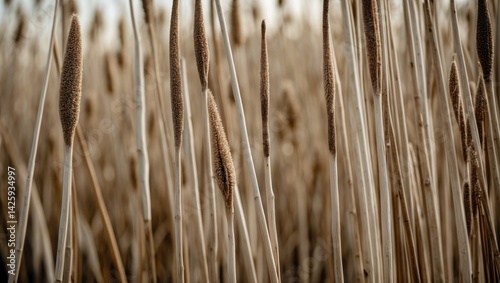 Textured Reed Wall Covering photo