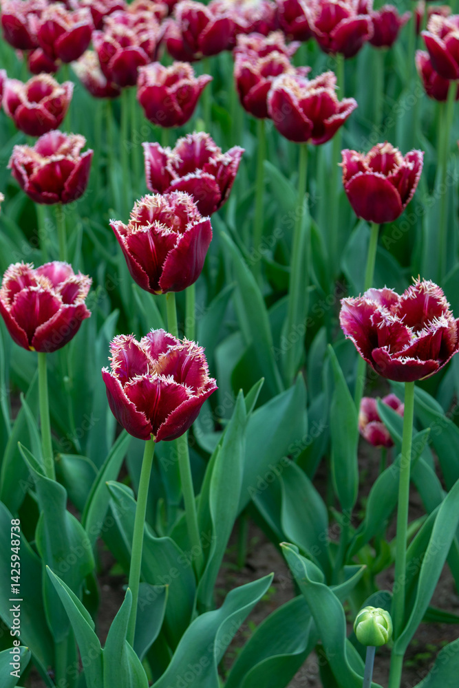 Colorful tulips in Krakow Botanical garden, Startpagina