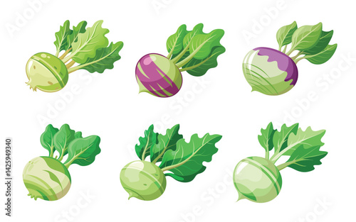Vector illustration of a kohlrabi vegetable collections