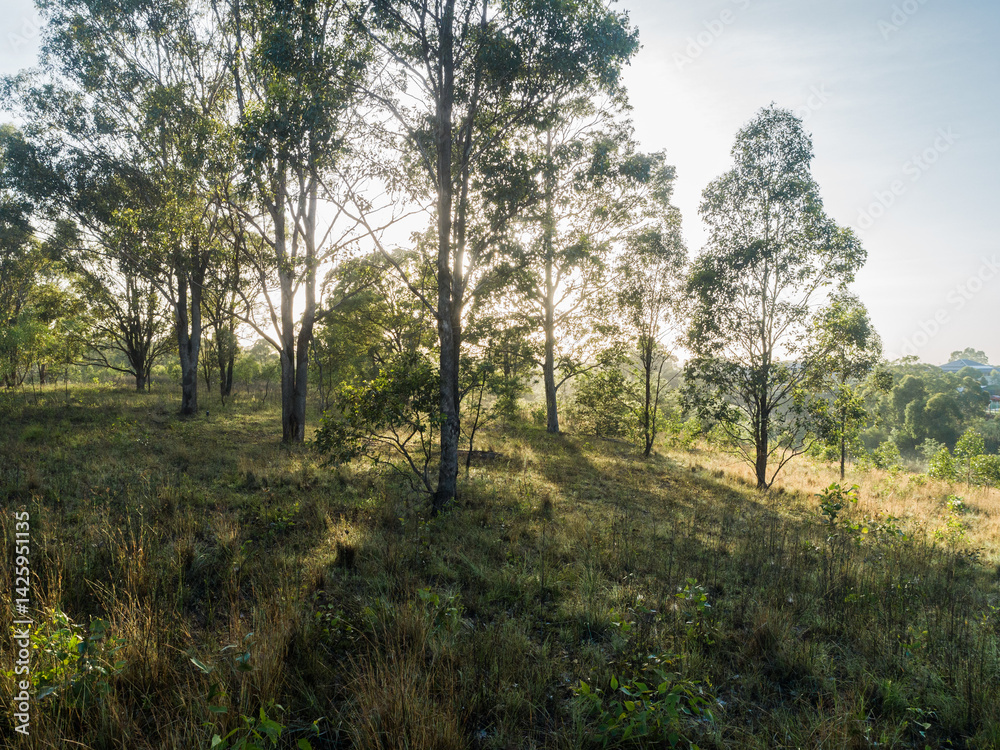 Backlit gum trees in country paddock in Australian early morning landscape Backlit gum trees in country paddock in Australian early morning landscape