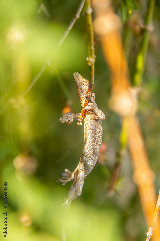 Fototapeta premium lizard on a branch