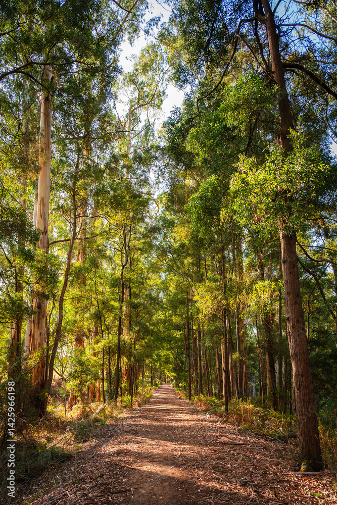 Sun shining on the footpath in the woods, Timboon Rail Trail, Victoria, Australia Sun shining on the footpath in the woods, Timboon Rail Trail, Victoria, Australia