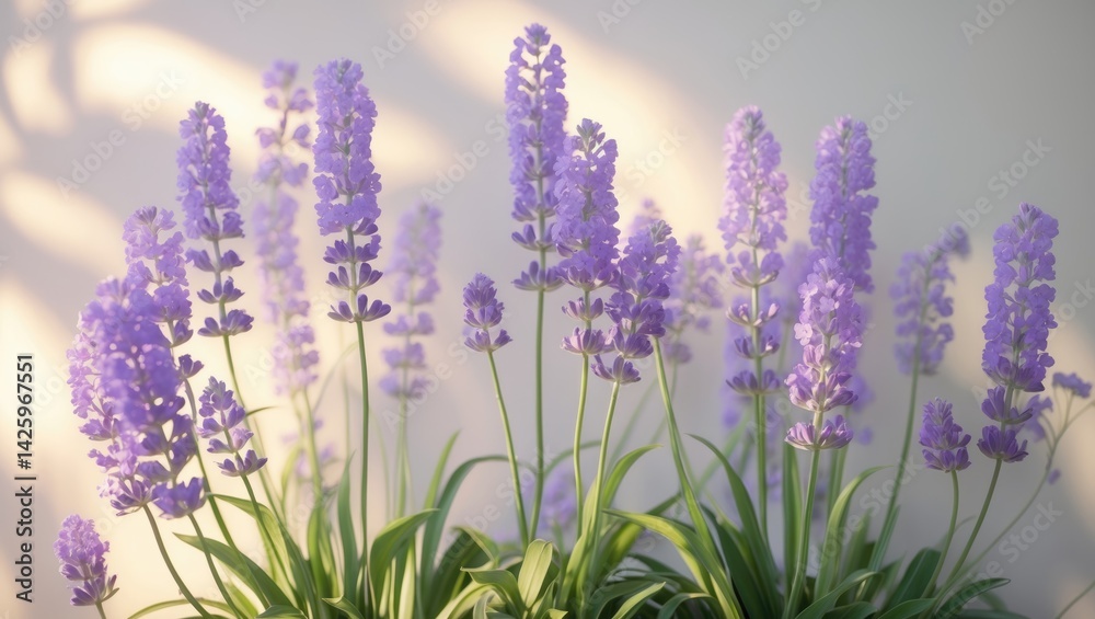 Obraz premium Lavender Heliotrope: A Fragrant Sun-Loving Plant with Violet Flower Clusters