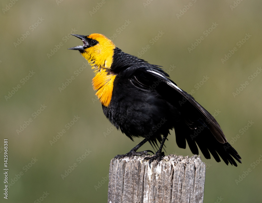 yellow-headed blackbird