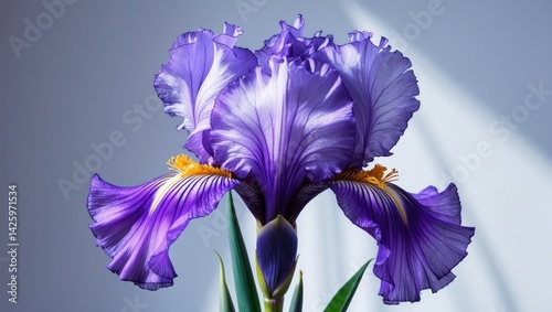 Iris serves as an excellent template for patterns, wallpapers, textiles, greetings, and graphic installations.