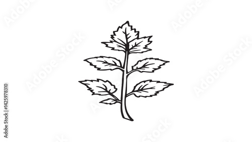 Lemon balm line art elegant plant drawing for organic packaging