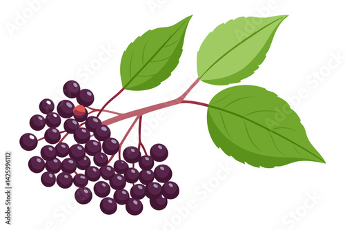 Fresh Elderberry Flat Vector Style