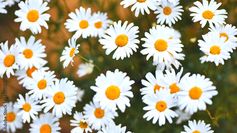 Beautiful white daisies with yellow center growing in a field during a bright summer day, creating a cheerful and vibrant scene Beautiful white daisies with yellow center growing in a field during a bright summer day, creating a cheerful and vibrant scene
