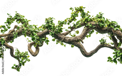 Twisted jungle vines leaves and branches on transparent or white background