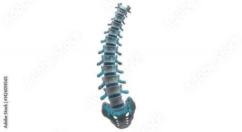 3 d illustration of the human spine