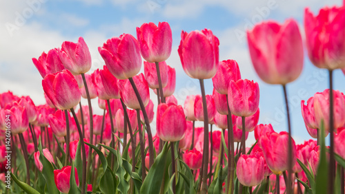 wallpaper with close up of row of pink tulips in spring in a field  and blue sky