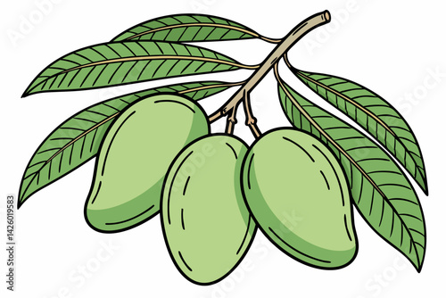 Green mangoes cluster of unripe fruit isolated on transparent background