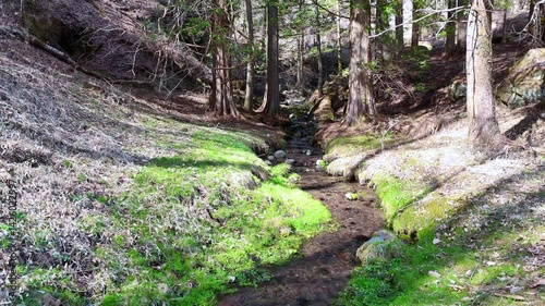 Tranquil Stream in a Japanese Forest – Peaceful Spring Scene in Rural Japan