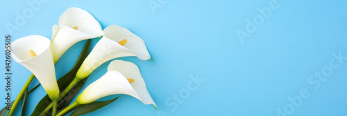 Beautiful white calla lilies arranged elegantly against sky blue background create serene and calming atmosphere, perfect for various occasions