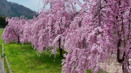Shidarezakura in Bloom – A Serene Spring Scene in Rural Japan