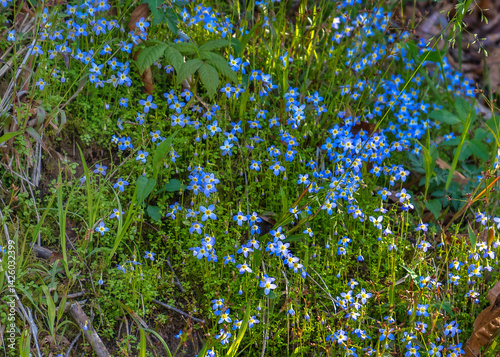A patch of mountain bluets, Houstonia serpyllifolia, on the forested slopes of the Great Smoky Mountains National Park. The one half inch flowers have four blue petals and a yellow center. photo