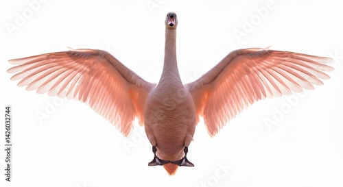 Fototapeta Naklejka Na Ścianę i Meble -  Pink swan taking flight against white background
