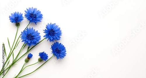 Beautiful blue flowers arranged elegantly on white background create serene and calming atmosphere, perfect for various design projects