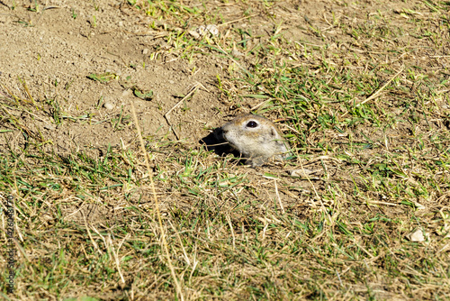 Curious ground squirrel peeks out from its burrow in grassy field. Western Little Ground Squirrel (Spermophilus musicus), or gopher, also known as European ground squirrel  or European souslik. photo