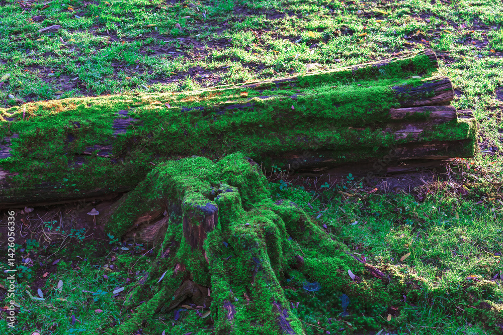 Fallen log, covered in vibrant moss, rests on the ground amidst a bed of green grass. Decaying wood, overtaken by a lush carpet of moss, lies on the forest floor