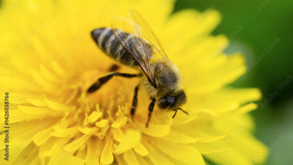 A close-up of a bee collecting nectar from a blooming dandelion A close-up of a bee collecting nectar from a blooming dandelion