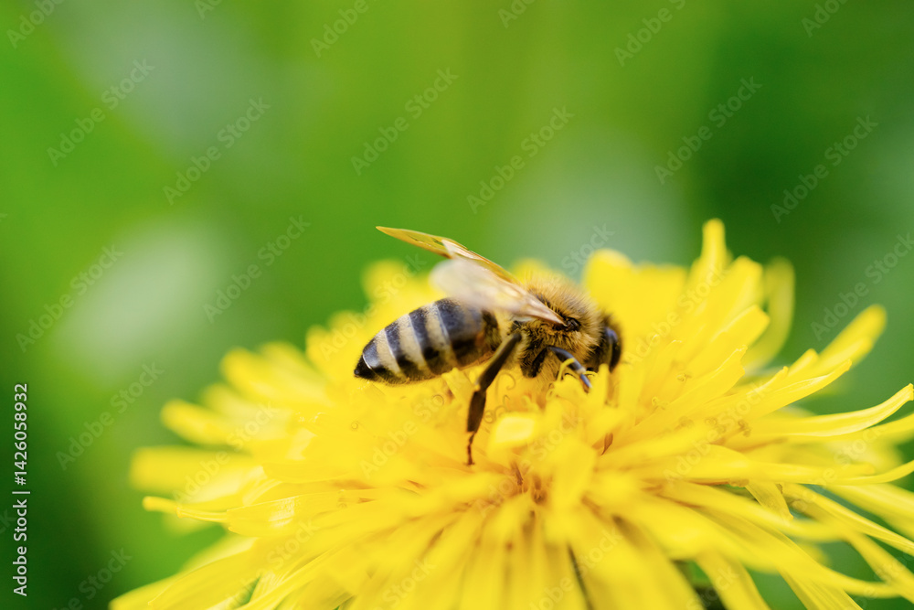 A close-up of a bee collecting nectar from a blooming dandelion A close-up of a bee collecting nectar from a blooming dandelion
