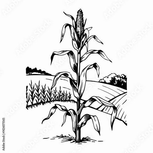 A corn stalk with a distant farm in the background, representing agricultural harvest, countryside lifestyle, and cultivated crop fields
