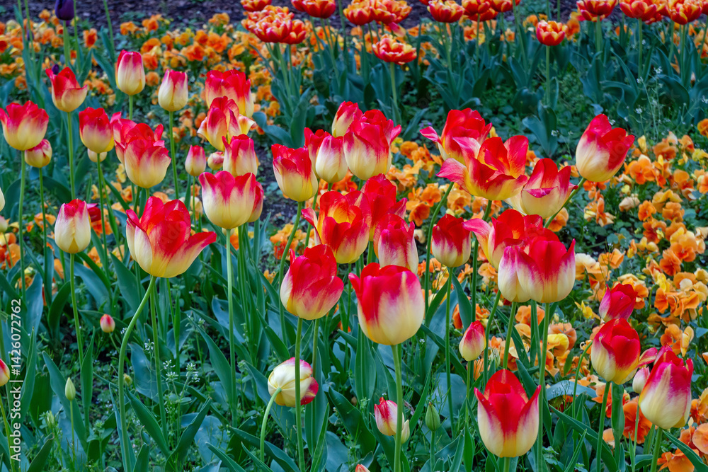 Fototapeta premium Tulpenbeete im Kölner Rheinpark