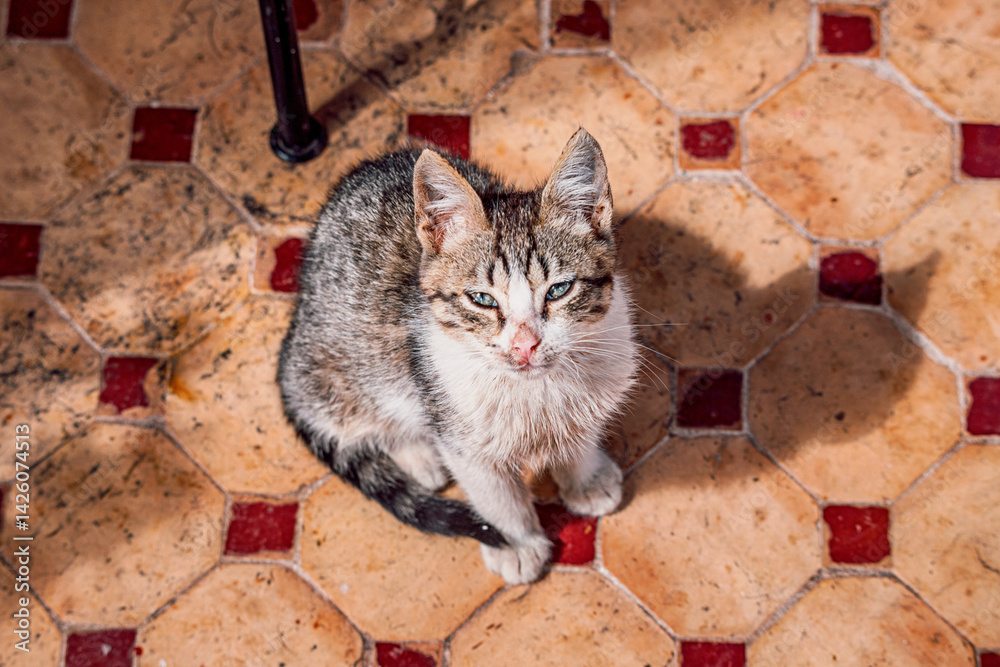 Sick stray kitten sitting on old tiled floor, looking up with sad eyes