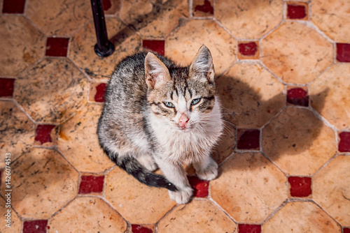 Obraz na płótnie Sick stray kitten sitting on old tiled floor, looking up with sad eyes w salonie