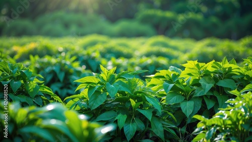 Turmeric cultivation on a farm landscape in India photo