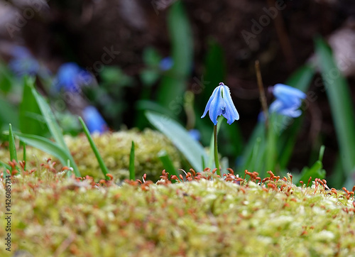 Blausternchen im Moos
