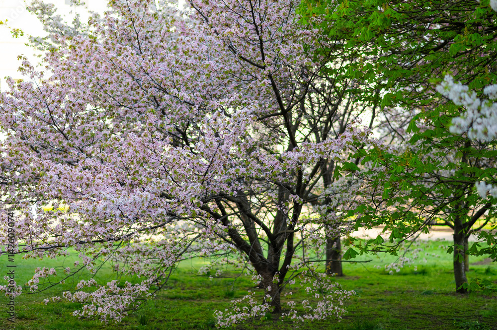 tree of lushly blooming sakura in spring garden on lush green grass, spring mood tree of lushly blooming sakura in spring garden on lush green grass, spring mood