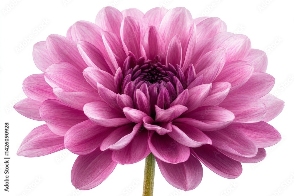 Obraz premium Beautiful pink flower with layered petals blooming brightly in a natural setting during daylight hours