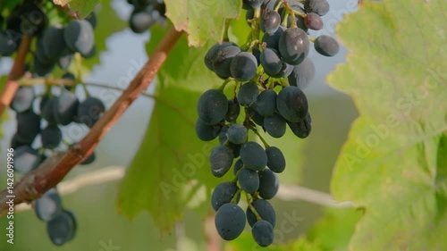 Ripe bunch of grapes. Dark blue grapes on a branch. Ripe grapes ready for harvesting.
