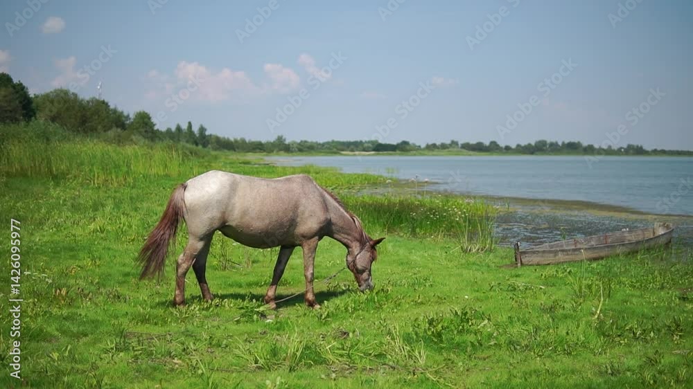Single brown horse pastures on a green meadow at a water
Single brown horse pastures on a green meadow at a water