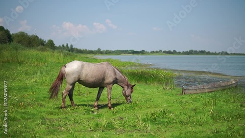 Single brown horse pastures on a green meadow at a water
