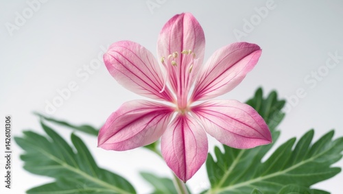 Pink alpine willowherb flower isolated on white background