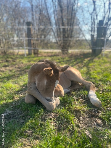 baby horse foal filly pasture