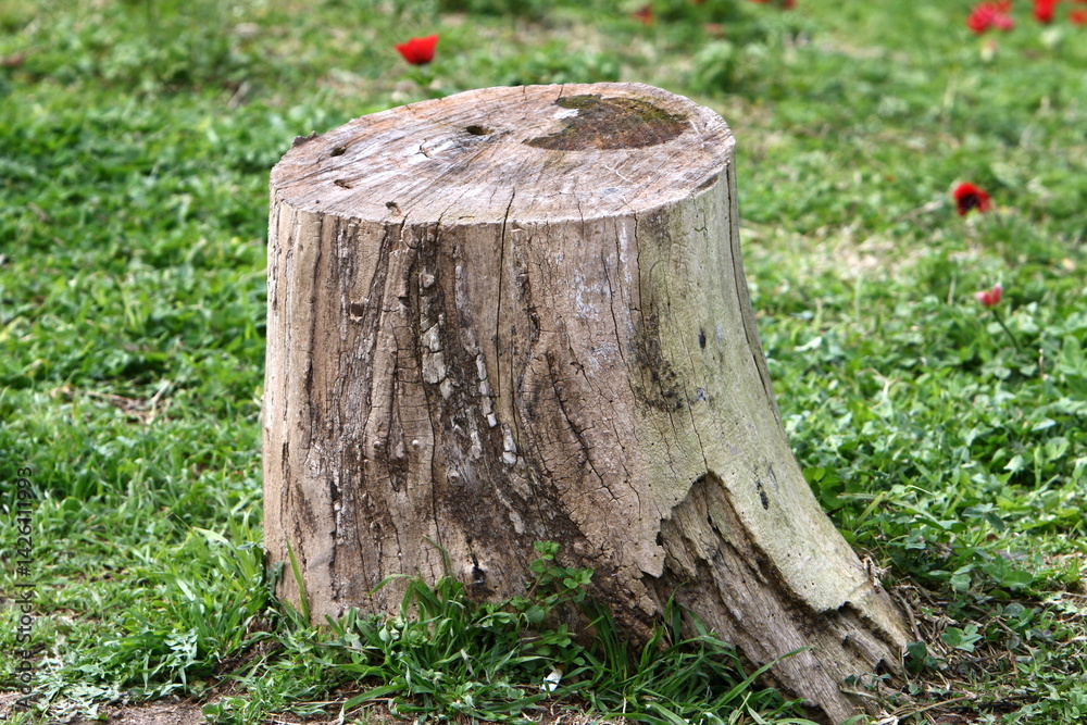 old stump in the city park old stump in the city park