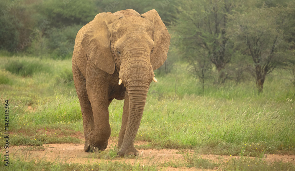Fototapeta premium African elephant walking through grassland in a Namibian national park. Wildlife photography highlighting large mammals in natural habitats.