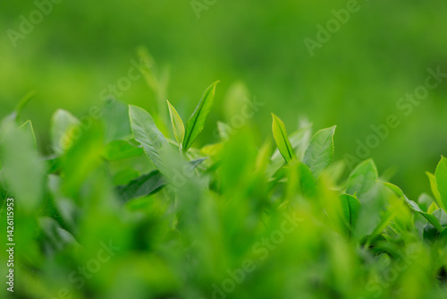 Green tea shoots grow in spring , China