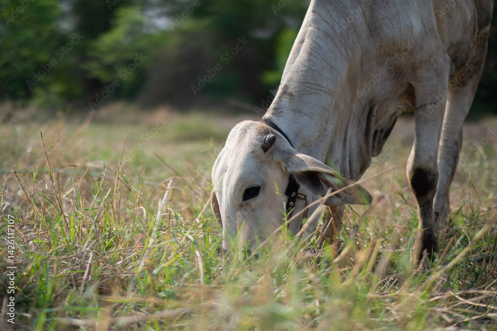 Obraz premium Cows are eating grass, nature background