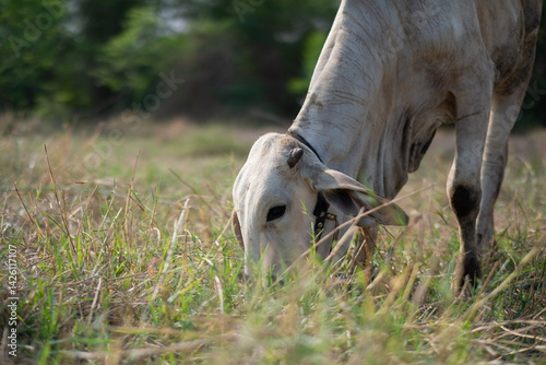 Cows are eating grass, nature background