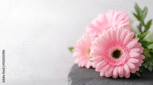 Delicate pink gerbera daisies on slate