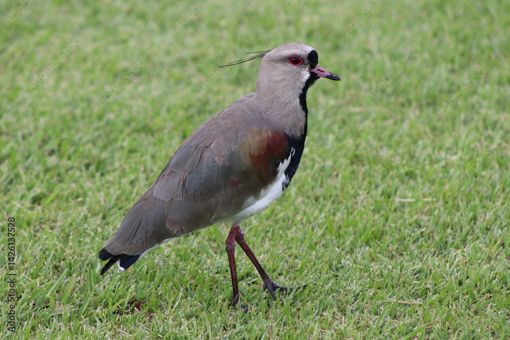 Southern Lapwing Southern Lapwing
