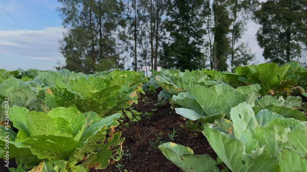 A broccoli plantation in Central Java, Indonesia. Close up shot. A broccoli plantation in Central Java, Indonesia. Close up shot.