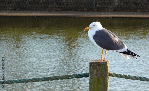 A lesser black-backed gull, larus fuscus, perching on a fence post by a lake in a park. 